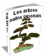 Bonsaï, les arbres nains japonais